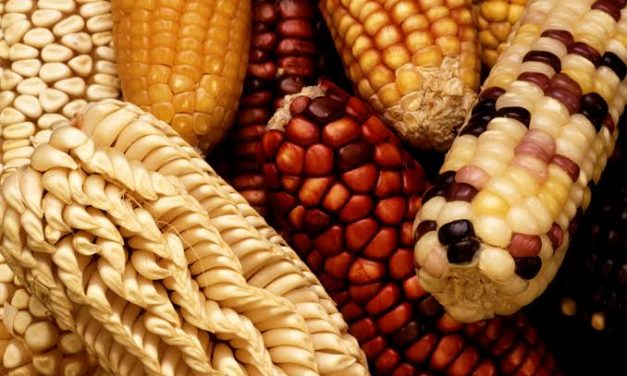 Milho: um alimento versátil, nutritivo e de grande importância econômica