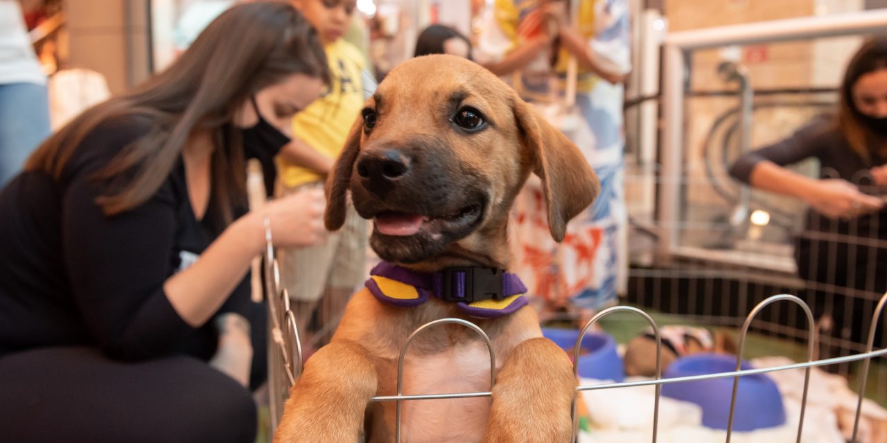A Vila dos Pets chega ao Pátio Brasil Shopping e reúne apaixonados por animais 
