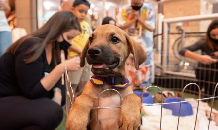 A Vila dos Pets chega ao Pátio Brasil Shopping e reúne apaixonados por animais 