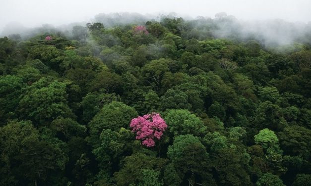 <strong>Empresário de Miami lança plataforma para reflorestar a Amazônia e convida o mundo a participar</strong>