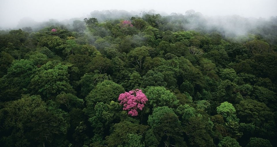 <strong>Empresário de Miami lança plataforma para reflorestar a Amazônia e convida o mundo a participar</strong>