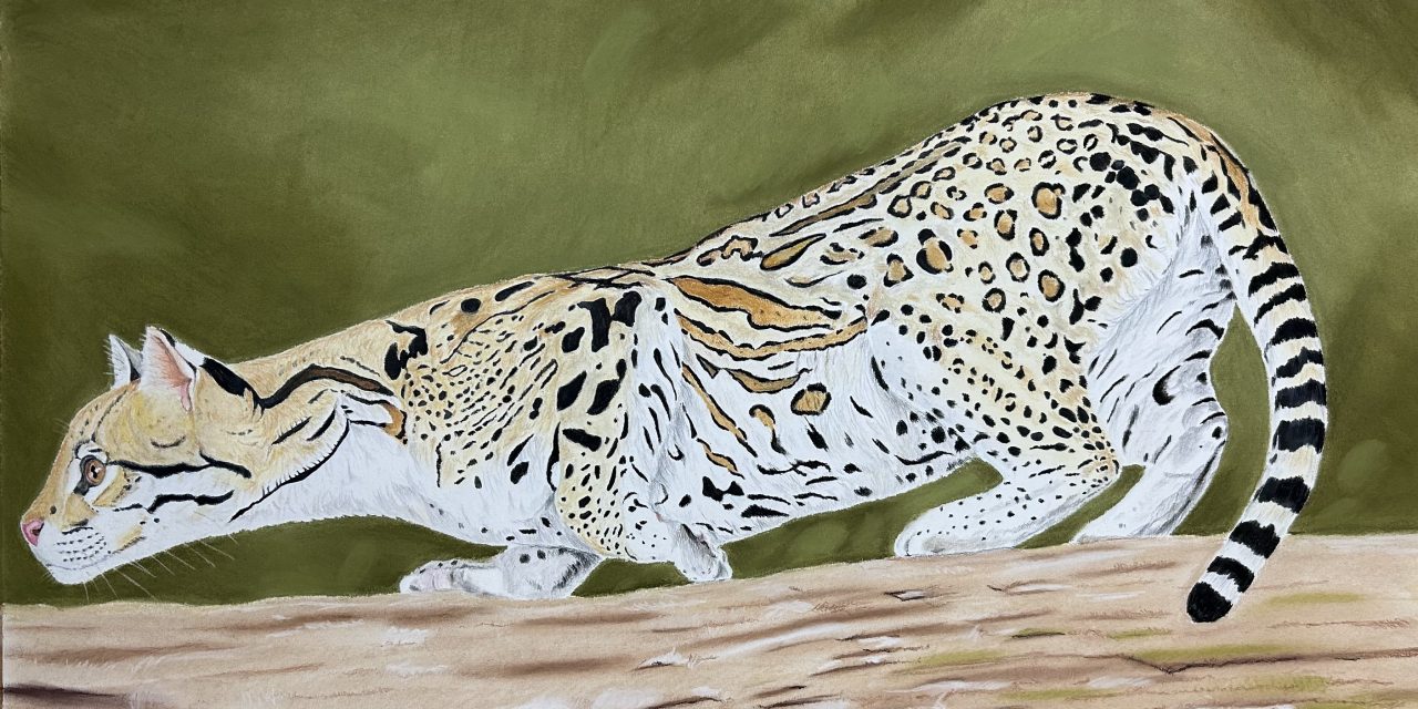 <strong>Exposição Cerrado Vivo entra em cartaz na Biblioteca Nacional de Brasília</strong>
