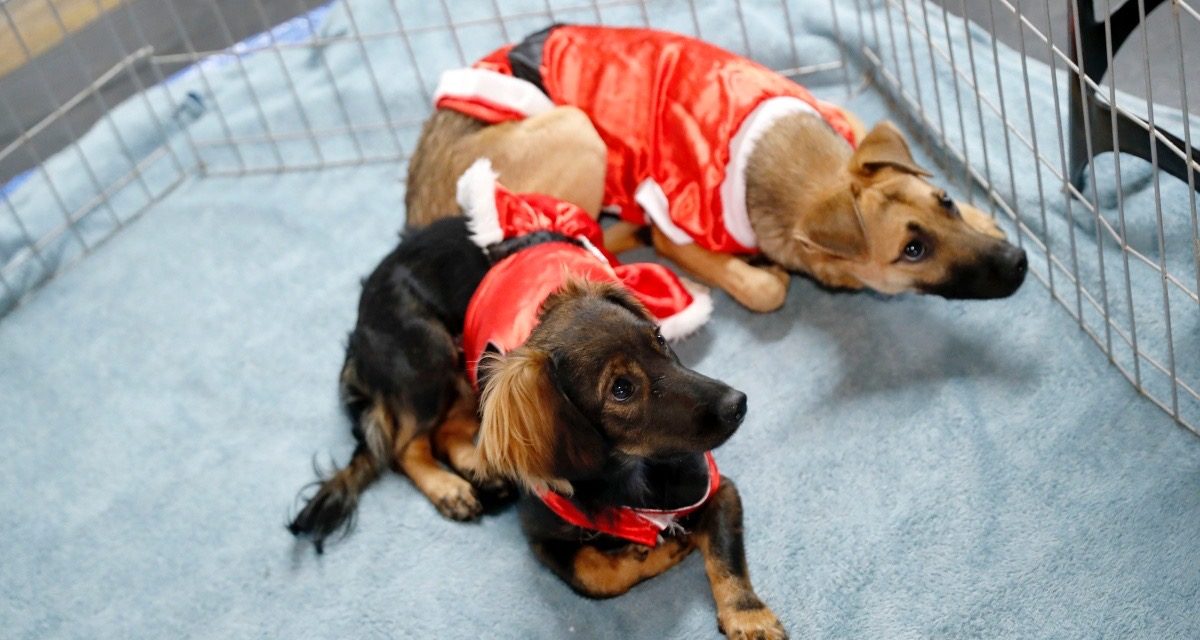 <strong>Boulevard Shopping Brasília realiza o Natal Pet</strong>