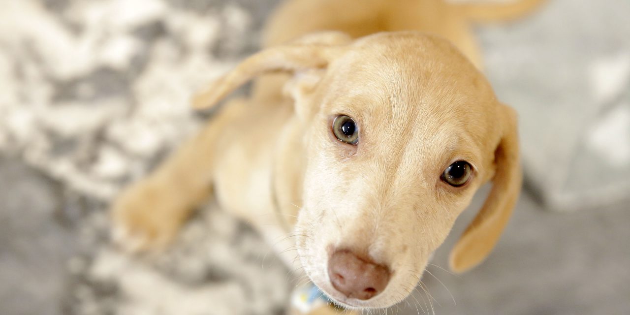O ParkPets abre a temporada 2025 com muito amor para doar no petfriendly ParkShopping.