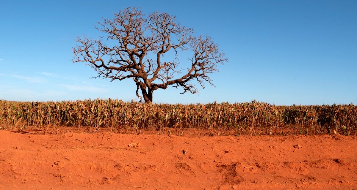<strong>Boulevard Shopping Brasília celebra o Dia Mundial da Fotografia com imagens de Zuleika de Souza sobre o Cerrado</strong>