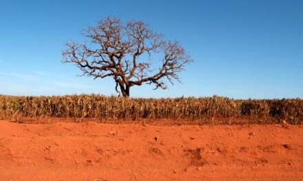 <strong>Boulevard Shopping Brasília celebra o Dia Mundial da Fotografia com imagens de Zuleika de Souza sobre o Cerrado</strong>