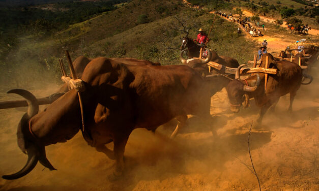 <strong>Coleção inédita celebra as culturas populares brasileiras no Museu Nacional da República</strong>