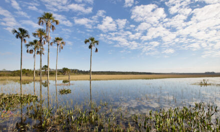 4º Salão Mestre D’Armas anuncia artistas selecionados um recorte vibrante da cena contemporânea do DF e Entorno