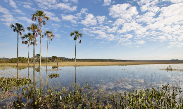 4º Salão Mestre D’Armas anuncia artistas selecionados um recorte vibrante da cena contemporânea do DF e Entorno
