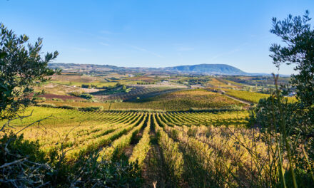 Brasília recebe degustação de Vinhos de Lisboa em sunset exclusivo na Embaixada de Portugal